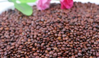 炒酸枣仁和酸枣仁的区别是什么 炒酸枣仁和酸枣仁的区别是什么呢