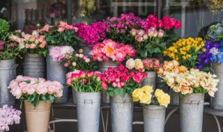 什么花的花语是冷漠(什么花的花语是冷漠的温柔)