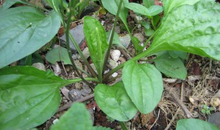 车前草的花语（车前草的寓意）