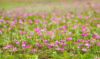 紫云英的花语（紫云英的花语和寓意）