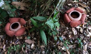 大王花的花语 大王花的花语是什么