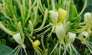 金银花的花语是什么 金银花的花语是什么花