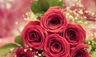 什么花的花语是爱情(什么花的花语是爱情长长久久)