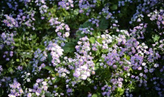 报春花的花语(报春花的花语象征与寓意)