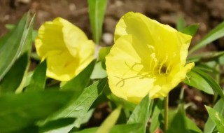 待宵花的花语 年宵花的花语和寓意是什么