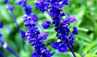 鼠尾草的花语（鼠尾草的花语和寓意）