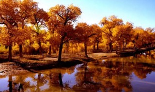 内蒙古额济纳旅游攻略 内蒙古额济纳旅游景点