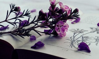 彻首彻尾是什么意思 彻首彻尾是什么意思解释词语