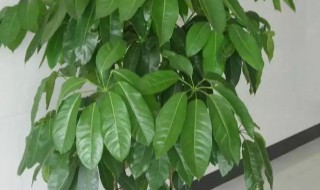 发财树开花什么寓意 发财树开花什么寓意最好