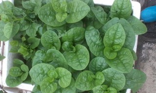 木耳菜种子怎么采收 木耳菜种子怎么采收的