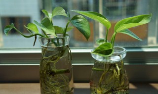 绿萝怎么移植水培(绿萝怎么移植水培方法)