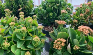 长寿花爆盆最简单方法 长寿花爆盆最简单方法是什么