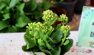 长寿花怎么养护和注意事项 长寿花怎么养护和注意事项li lin p