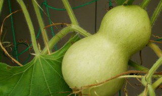 葫芦龙头怎么修剪（葫芦龙头怎么修剪图片）