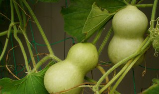 小葫芦怎么去皮 文玩小葫芦怎么去皮