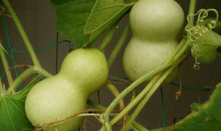 葫芦怎么去皮最干净（葫芦怎么去皮最干净窍门）