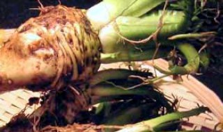 东北人说的辣根是什么（东北人说的辣根是什么菜）