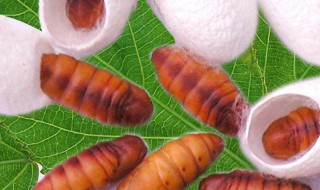 蚕蛹是什么变的 蚕蛹是什么变化来的