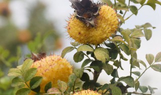 刺梨是金樱子吗（刺梨是金樱子吗?）