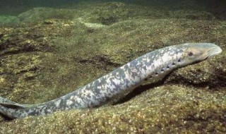 僵尸鱼是什么鱼(僵尸鱼是什么鱼种)