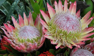 帝王花和公主花的区别是什么 帝王公主花 区别