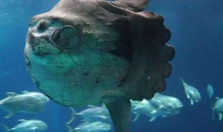 翻车鱼是什么鱼（翻车鱼是什么鱼图片）