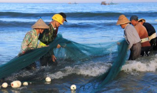 乌贼是什么 乌贼是什么颜色