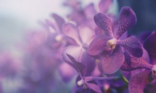 蕙兰和春兰的区别是什么 蕙兰和春兰的区别是什么意思