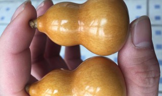 文玩葫芦怎么处理 新鲜文玩葫芦怎么处理