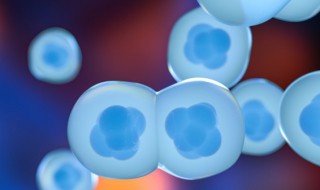 真核细胞与原核细胞主要区别（真核细胞与原核细胞主要区别在于）