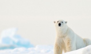动物取什么名字最好听 动物取什么名字最好听?