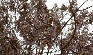 见梧桐树开花有什么寓意 见梧桐树开花有什么寓意吗