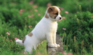 幼犬身上有皮屑正常吗 幼犬身上有皮屑正常吗用什么药