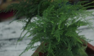 文竹怎样养才能长得旺盛（文竹怎样养才能长得旺盛又好看）