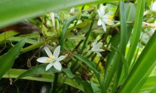 吊兰开花是什么兆头 吊兰开花意味着什么