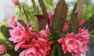 令箭开花是什么兆头(令箭花什么时候开花)