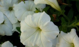 月光花的花语（月光玫瑰的花语）