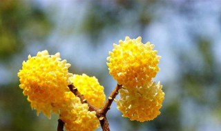 结香花的花语是什么（结香花的花语是什么意思）