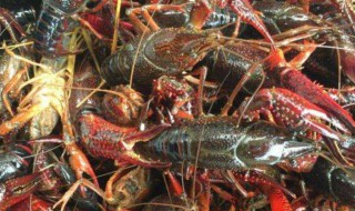 小龙虾可以养几天不死（小龙虾能养几天不死）