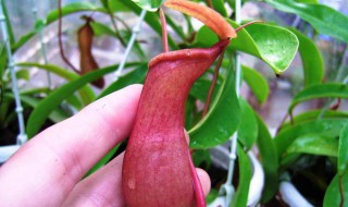 猪笼草长什么样 猪笼草长什么样子图片 儿童画