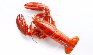 龙虾繁殖快不快(龙虾繁殖快吗)