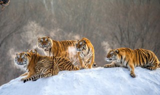 2022年属虎人的全年运势(2022年属虎人的全年运势女)