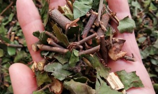 什么是桑寄生 什么是桑寄生图片