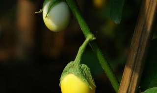 蛋树是什么树 蛋树长什么样