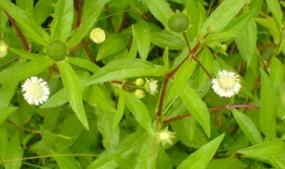 墨旱莲是什么 墨旱莲是什么草