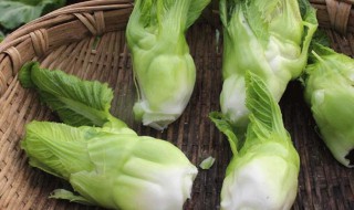 什么是儿菜（什么是儿菜头）