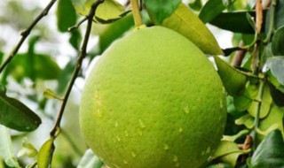 气柑是什么（气柑是什么样子）