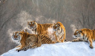 2022年是什么生肖年呀 2022年是什么生肖是