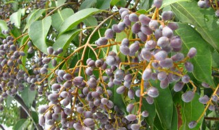 女贞子是什么 女贞子是什么东西