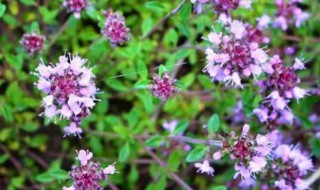 地椒花是什么 地椒花和地椒叶区别